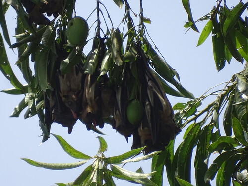Straw-coloured Fruit Bat