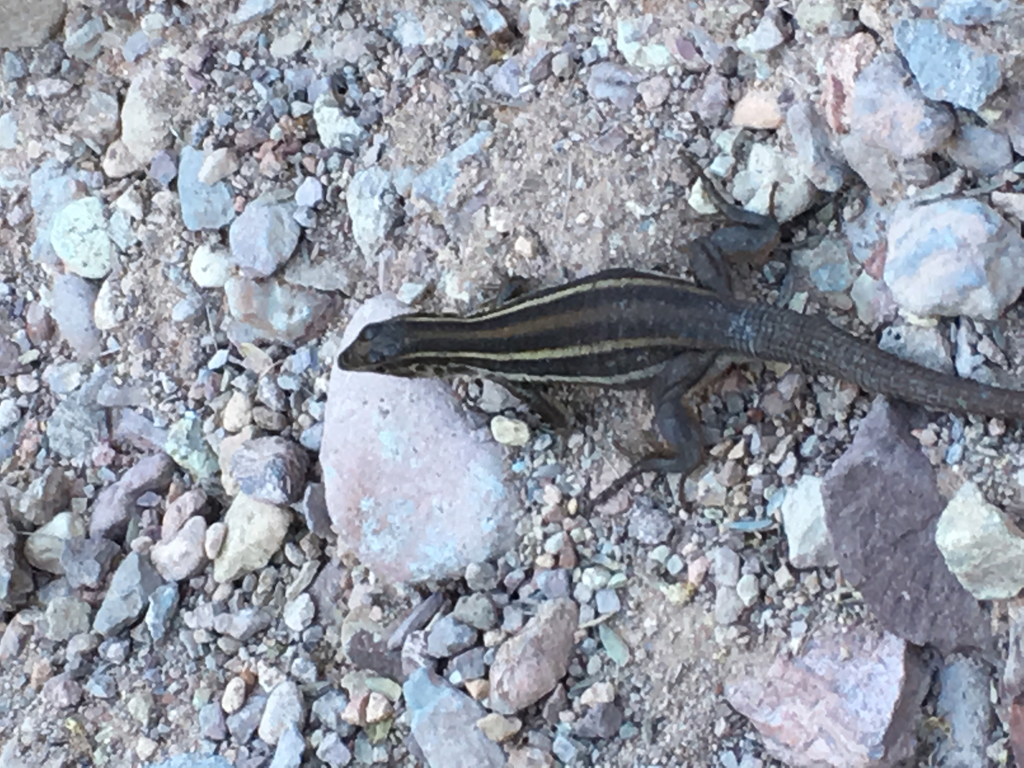 Canyon Spotted Whiptail from Guaymas, MX-SO, MX on September 2, 2016 at ...