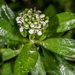 Scurvy Grass - Photo (c) Danilo Hegg, all rights reserved, uploaded by Danilo Hegg