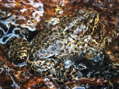 iNaturalist observation photo of Sierra Nevada Yellow-legged Frog