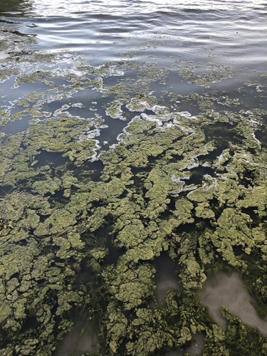 Golden Algae (Prymnesium parvum) · iNaturalist