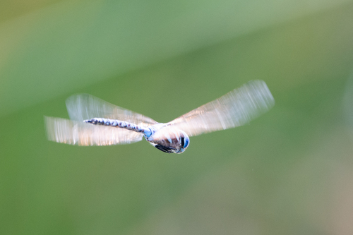 iNaturalist observation photo of Blue-eyed Darner