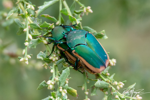 iNaturalist observation photo of Figeater Beetle
