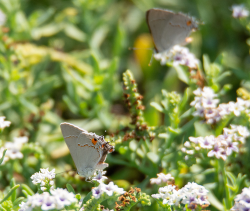 iNaturalist observation photo of Gray Hairstreak