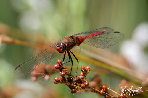 iNaturalist observation photo of Red-tailed Pennant