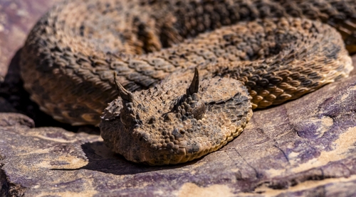 Horned Asp
