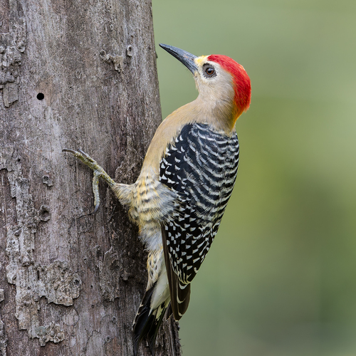 Hoffmann's Woodpecker