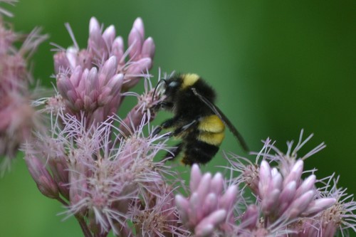 Yellow-banded Bumble Bee