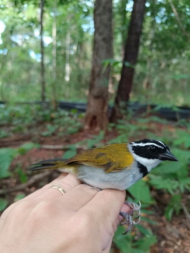 Pectoral Sparrow
