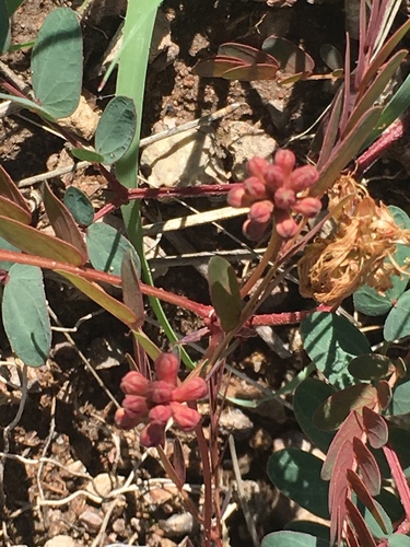 Calliandra humilis var. reticulata