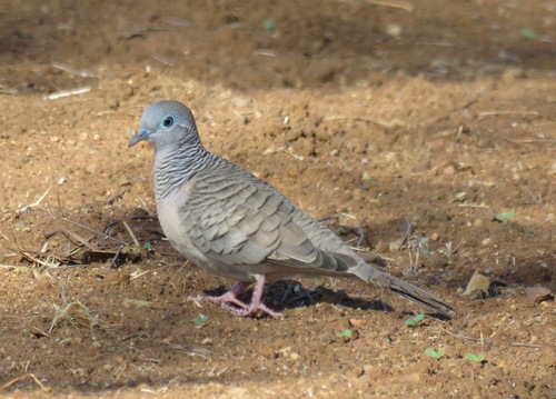 Peaceful Dove
