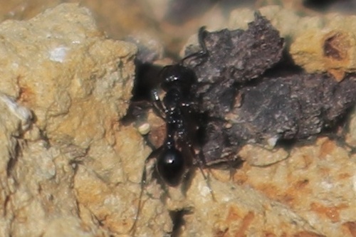 Patagonomyrmex laevigatusPatagonomyrmex laevigatus