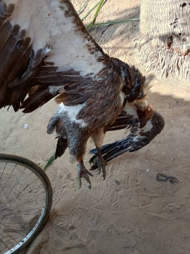 White-backed Vulture