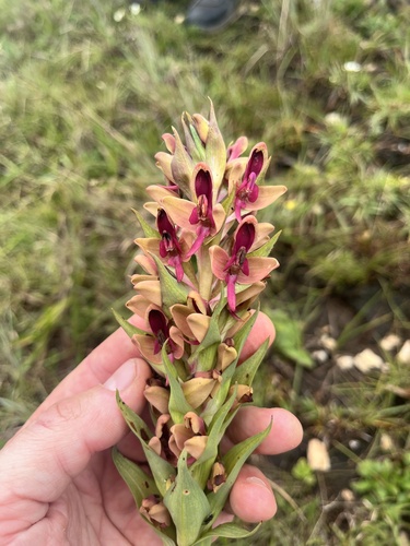 Disa zombica
