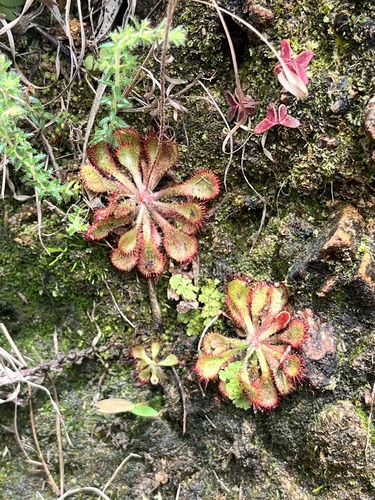 Diels Sundew