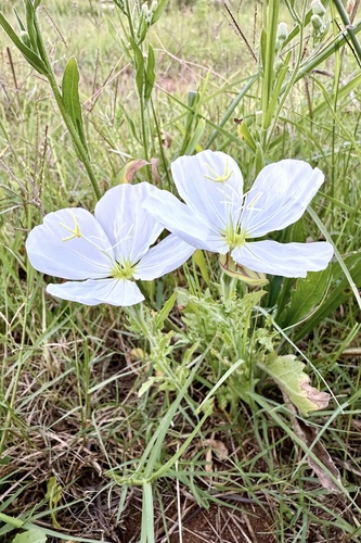 Oenothera tetraptera Cav.
