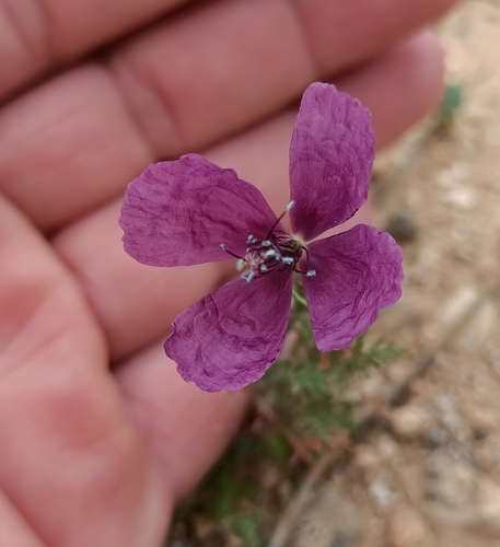 Violet Horned-poppy
