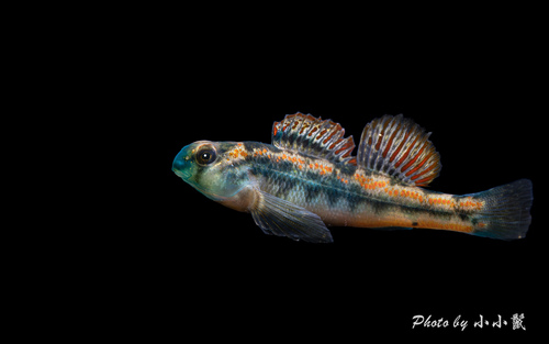 Tennessee Snubnose Darter
