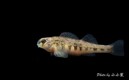 Tennessee Snubnose Darter