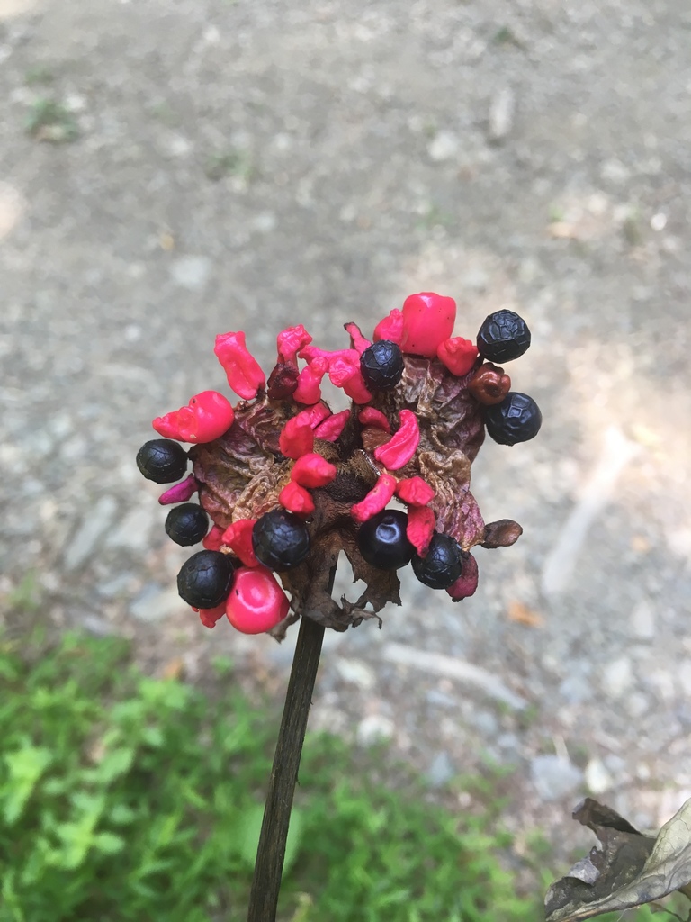 Peonies from Юбилейная улица, 30, Хоста, Краснодарский край, RU on ...