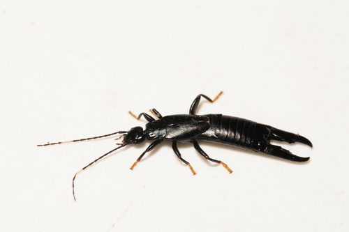 black earwig
