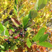 Aronia floribunda - Photo (c) Neil Vinson, כל הזכויות שמורות, הועלה על ידי Neil Vinson