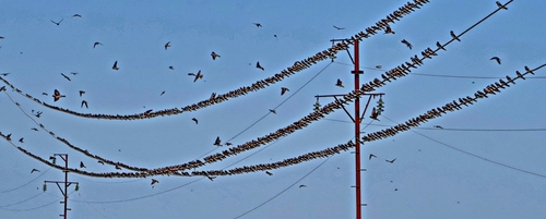 Bank Swallow