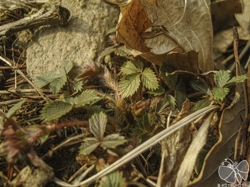 Sunny-place cinquefoil