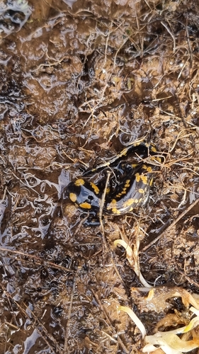Avistamiento Salamandra común (Sierra Nevada)