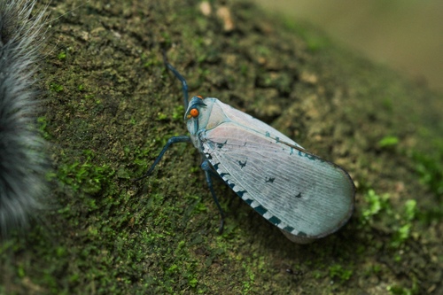 Aphaena najas