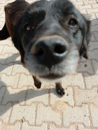 Domestic Dog
