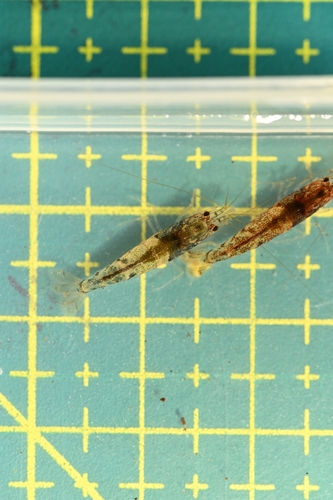 Paracaridina longispina