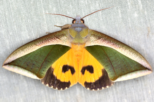Green Fruit-piercing Moth