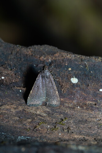 Bleptinodes borbonica