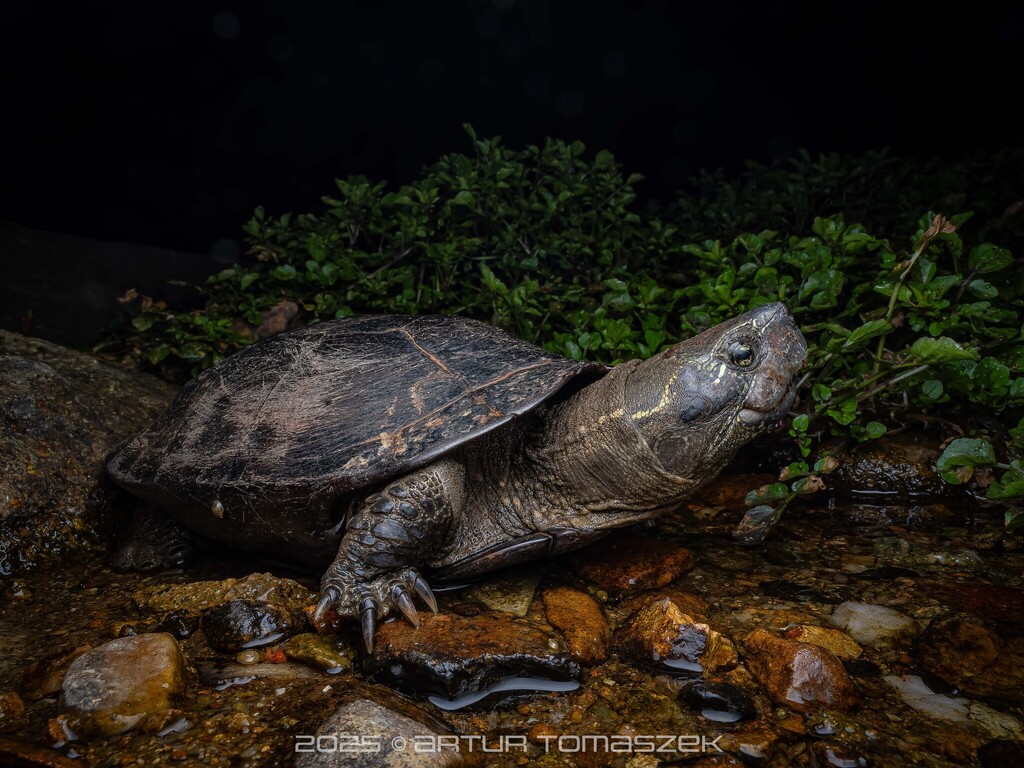 Photo by Artur Tomaszek