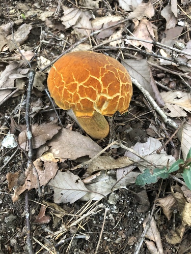 Rugiboletus extremiorientalis