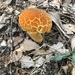 Rugiboletus extremiorientalis - Photo (c) 矢澤菜津美, all rights reserved, uploaded by 矢澤菜津美