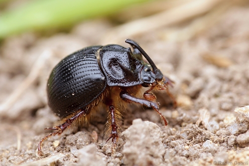 Odonteus armiger (Scopoli, 1772)