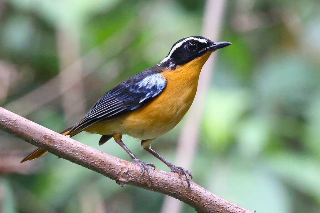 Blue-shouldered Robin-Chat (Cossypha cyanocampter) photo