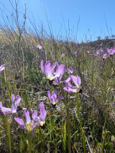 iNaturalist observation photo of Padre's Shooting Star