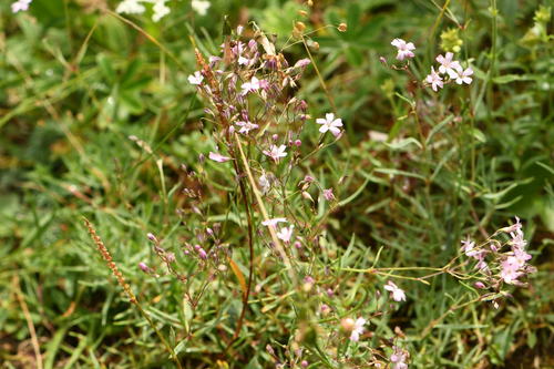 Petit Gypsophile 3