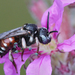 Epeoloides coecutiens - Photo (c) Henk Wallays, כל הזכויות שמורות, הועלה על ידי Henk Wallays