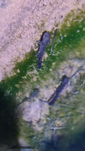 Avistamiento Salamandra común (Sierra Nevada)