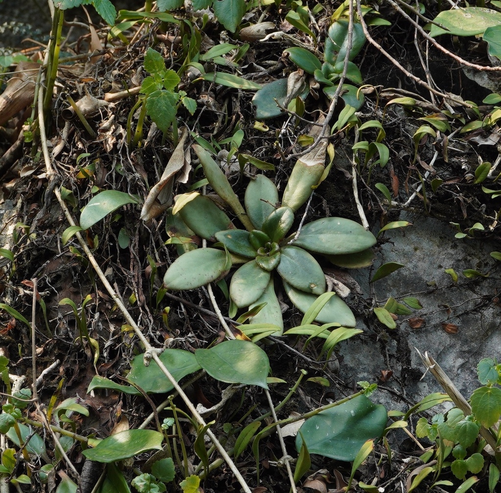 Primulina halongensis (Primulina halongensis)