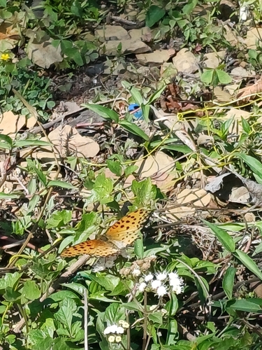 Tropical Fritillary