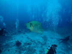 Napoleon wrasse