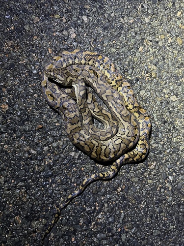 Coastal Carpet Python sighting