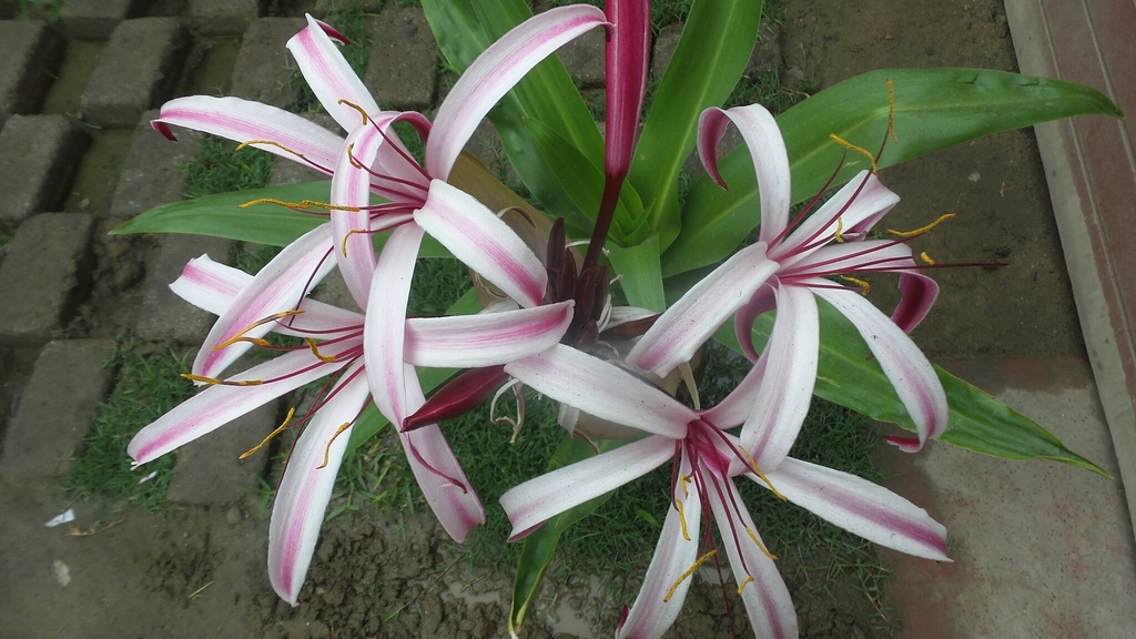 Lirios de Pantano (género Crinum) · NaturaLista Colombia