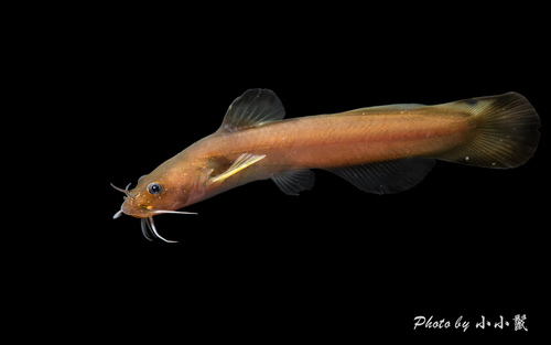 Margined Madtom