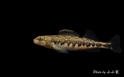 Gilt Darter